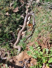 Pseudonaja textilis