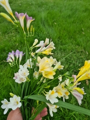 Freesia leichtlinii