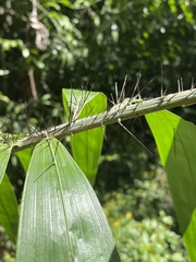 Desmoncus chinantlensis