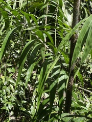 Desmoncus chinantlensis