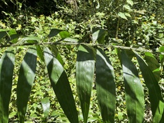 Desmoncus chinantlensis