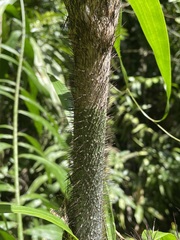 Desmoncus chinantlensis