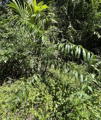 Desmoncus chinantlensis