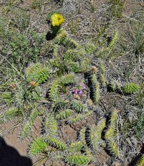 Opuntia macrorhiza