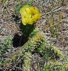 Opuntia macrorhiza