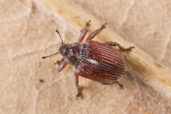 Coeliodes rubicundus