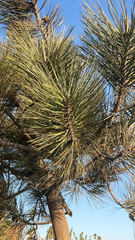Pinus nigra