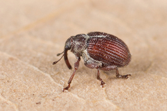 Coeliodes rubicundus