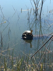 Emydoidea blandingii