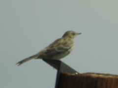 Oreoscoptes montanus