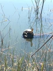 Emydoidea blandingii