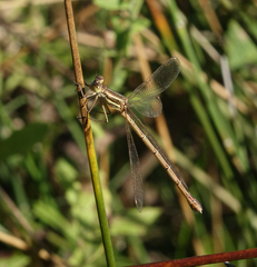 Lestes barbarus