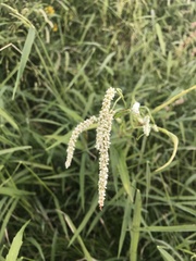 Persicaria lapathifolia