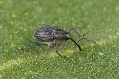 Archarius salicivorus