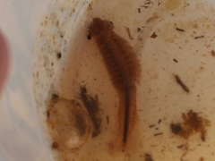 Thamnocephalus platyurus