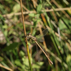 Lestes barbarus