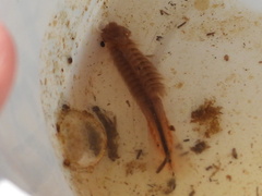 Thamnocephalus platyurus