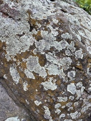 Protoparmeliopsis muralis