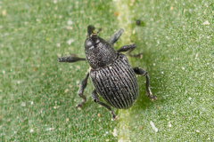 Archarius salicivorus