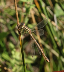 Lestes barbarus