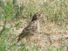 Calcarius ornatus