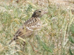 Calcarius ornatus