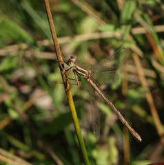 Lestes barbarus