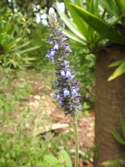 Salvia lavanduloides