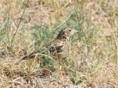 Calcarius ornatus