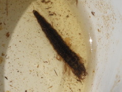 Hydrophilus triangularis