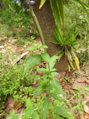 Salvia lavanduloides