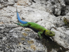 Sceloporus taeniocnemis