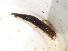 Hydrophilus triangularis