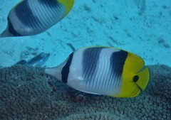 Chaetodon ulietensis