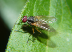 Muscidae