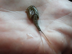 Triops longicaudatus