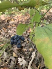 Smilax lasioneura