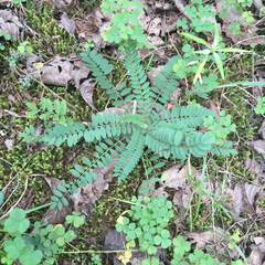 Astragalus tennesseensis