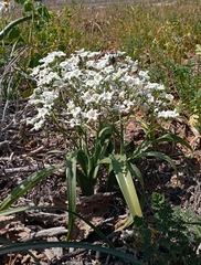 Zephyra compacta