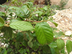 Alnus acuminata arguta