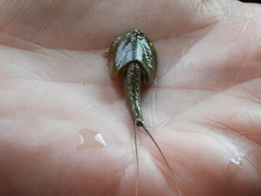 Triops longicaudatus
