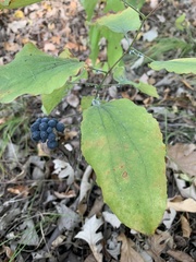 Smilax lasioneura