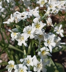 Zephyra compacta