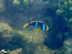 Amphiprion chrysopterus