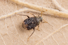 Charagochilus gyllenhalii