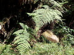 Diplazium sandwichianum