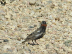 Calcarius ornatus