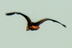 Dendrocygna autumnalis