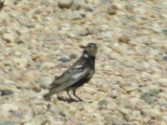 Calcarius ornatus