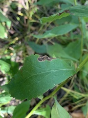 Nemorimyza posticata